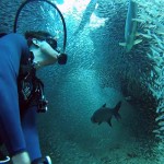 William Mitchell plonge dans les eaux de l’île de Grand Cayman